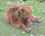 Highland Cattle -resting