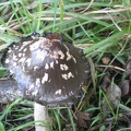 Fungi !