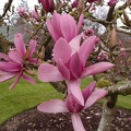 Magnolia.jpg