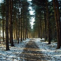 q 2011 Wintry Woods - Peter Newby
