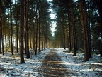 q 2011 Wintry Woods - Peter Newby