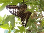 33 Lacewing