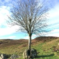 60 Split rock tree at Potter Newton farm.jpeg