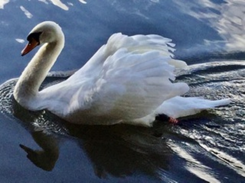 65 Swan Lake