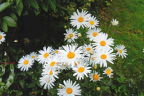 91 White daisies