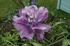 56 Tulips @ 92