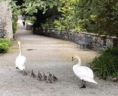 Highly commended, Out for a walk with the family by Sue Matthews
