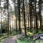 57 Treemendous