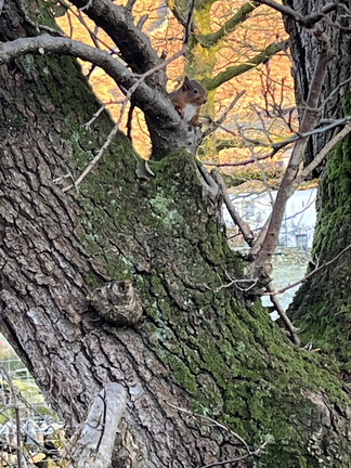 Red Squirrel near Ashness Bridge