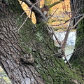 Red Squirrel near Ashness Bridge