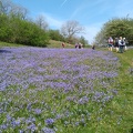Bluebells in Austwick