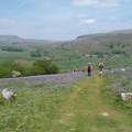 Bluebells near Austwick