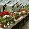 Plants in Greenhouse - Commended