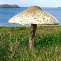 Camel estuary