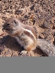 Nuts