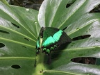 Papilloma Palinurus, Haga park Butterfly house, Stockholm