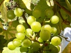 Haul free gardens vineyard Llandudno (6557 visits) Haul free gardens vineyard Llandudno