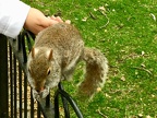 Photo opportunity in St James park