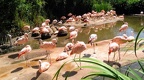 Flamingoland (6844 visits) Flamingoland