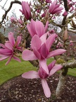 Magnolia