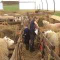 34 Lambing Time