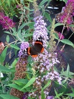 51 Red Admiral on Buddleia in garden Summer 2020
