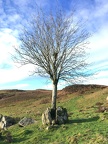 60 Split rock tree at Potter Newton farm