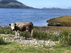 23 Glencoe cow (3277 visits) 23 Glencoe cow