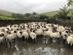27 I thought Ewe were leading (5195 visits) 27 I thought Ewe were leading