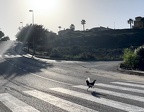 64 Why did the chicken cross the road