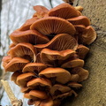 Highly commended Fungi by Steve Matthews