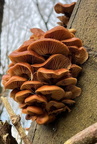 Highly commended Fungi by Steve Matthews