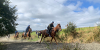 Joint Runner up Horsepower by David Abbott
